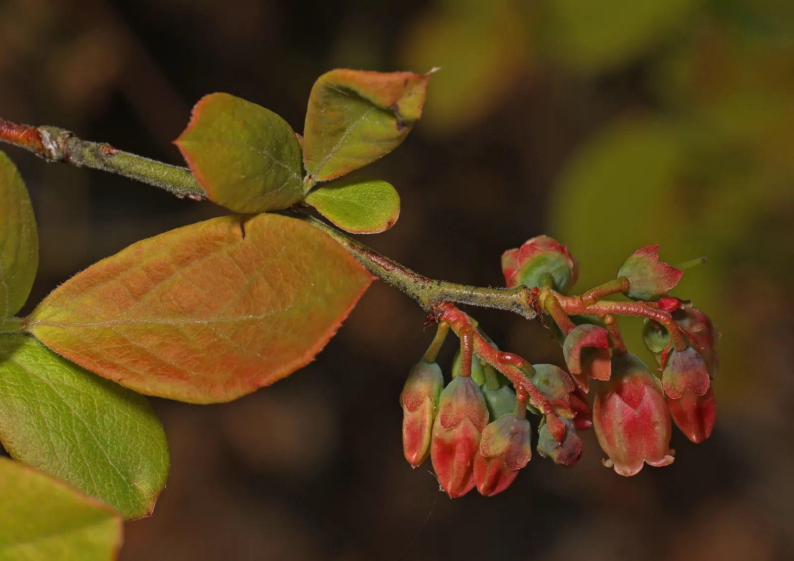 Highbush Blueberry (Vaccinium Corymbosum) — Highbush Blueberry is adorned with delicate white or pink-tinged bell-shaped flowers