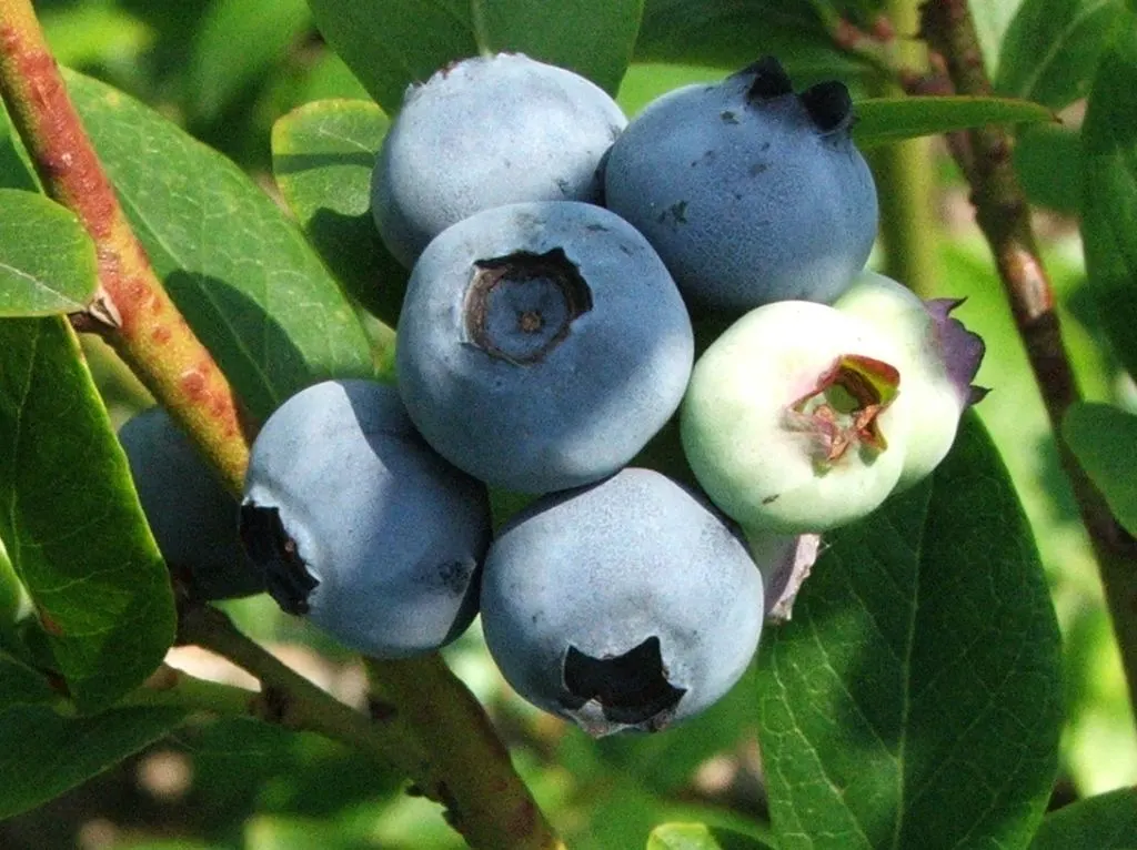 Highbush Blueberry (Vaccinium Corymbosum) — The Highbush Blueberry (Vaccinium corymbosum) is an upright, deciduous shrub standing at 6-12 feet tall; ideal for