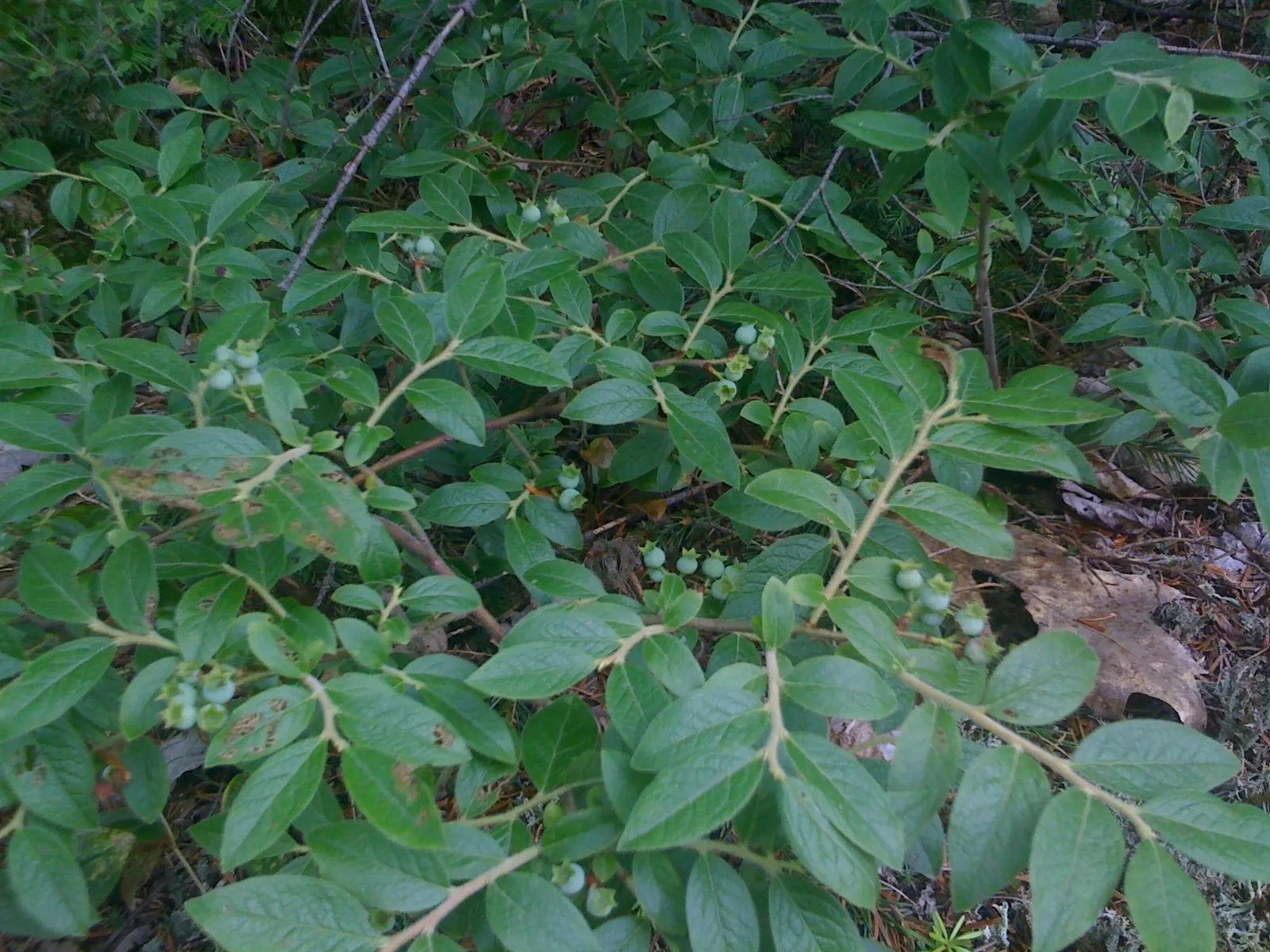 Highbush Blueberry (Vaccinium Corymbosum) — bell-shaped spring flowers and fiery fall foliage; which gracefully hang from the branches