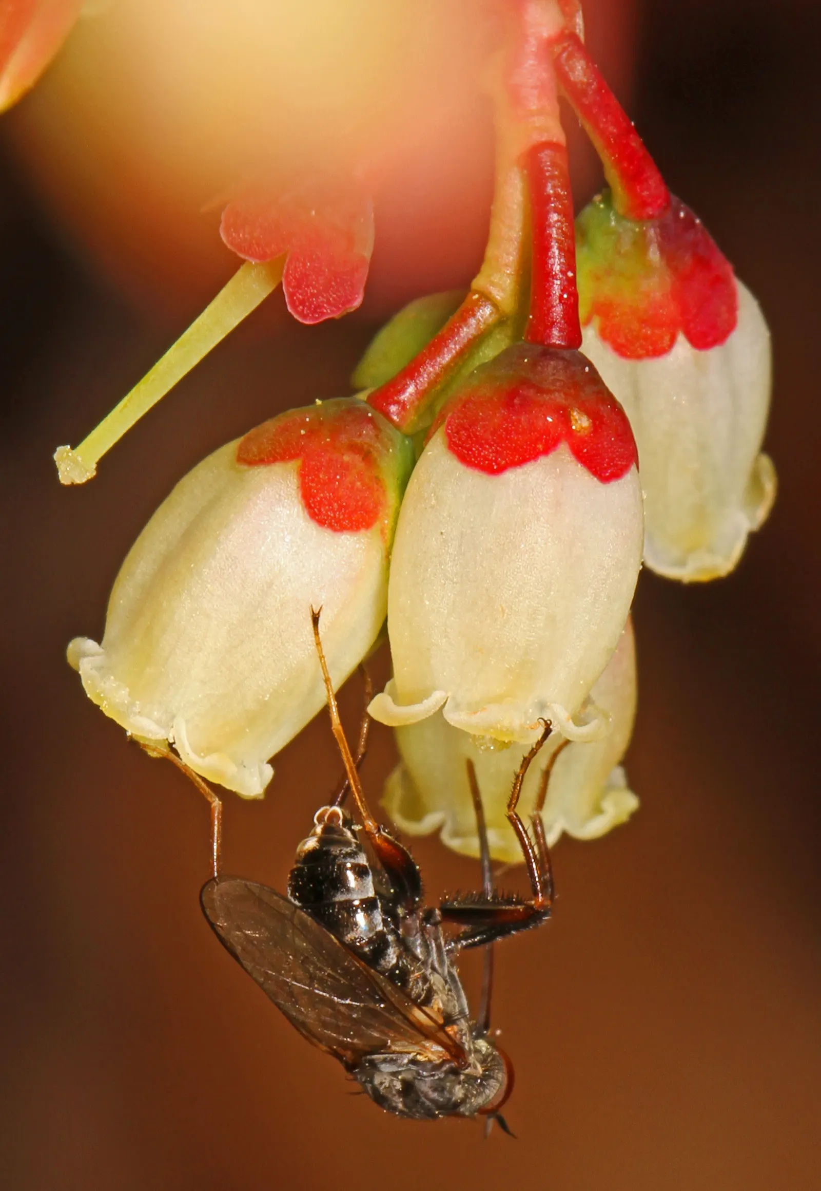 Highbush Blueberry (Vaccinium Corymbosum) — scientifically dubbed Vaccinium corymbosum; this hardy shrub is cold-tolerant