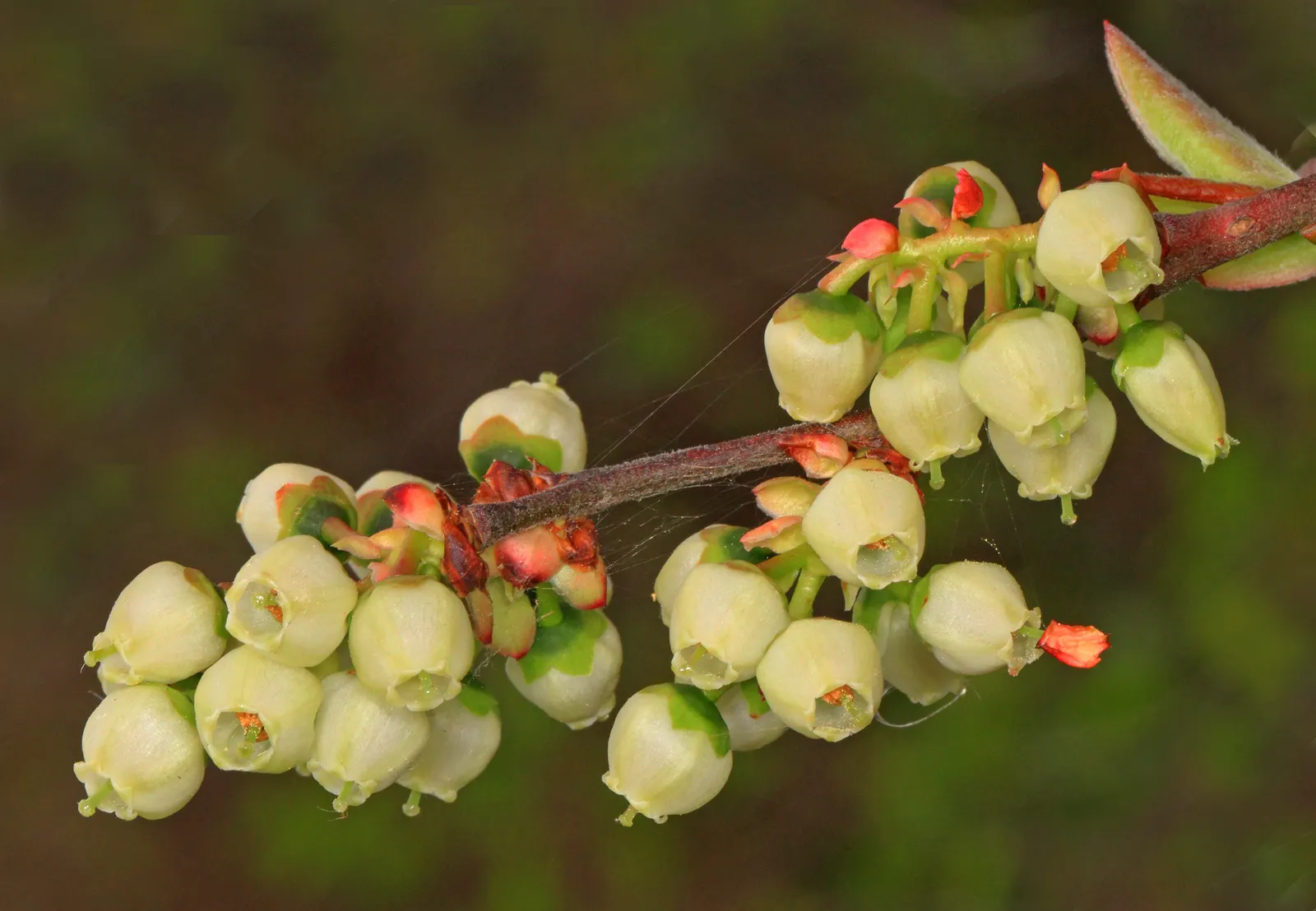 Highbush Blueberry (Vaccinium Corymbosum) — bell-shaped spring flowers and fiery fall foliage; which gracefully hang from the branches, image 68