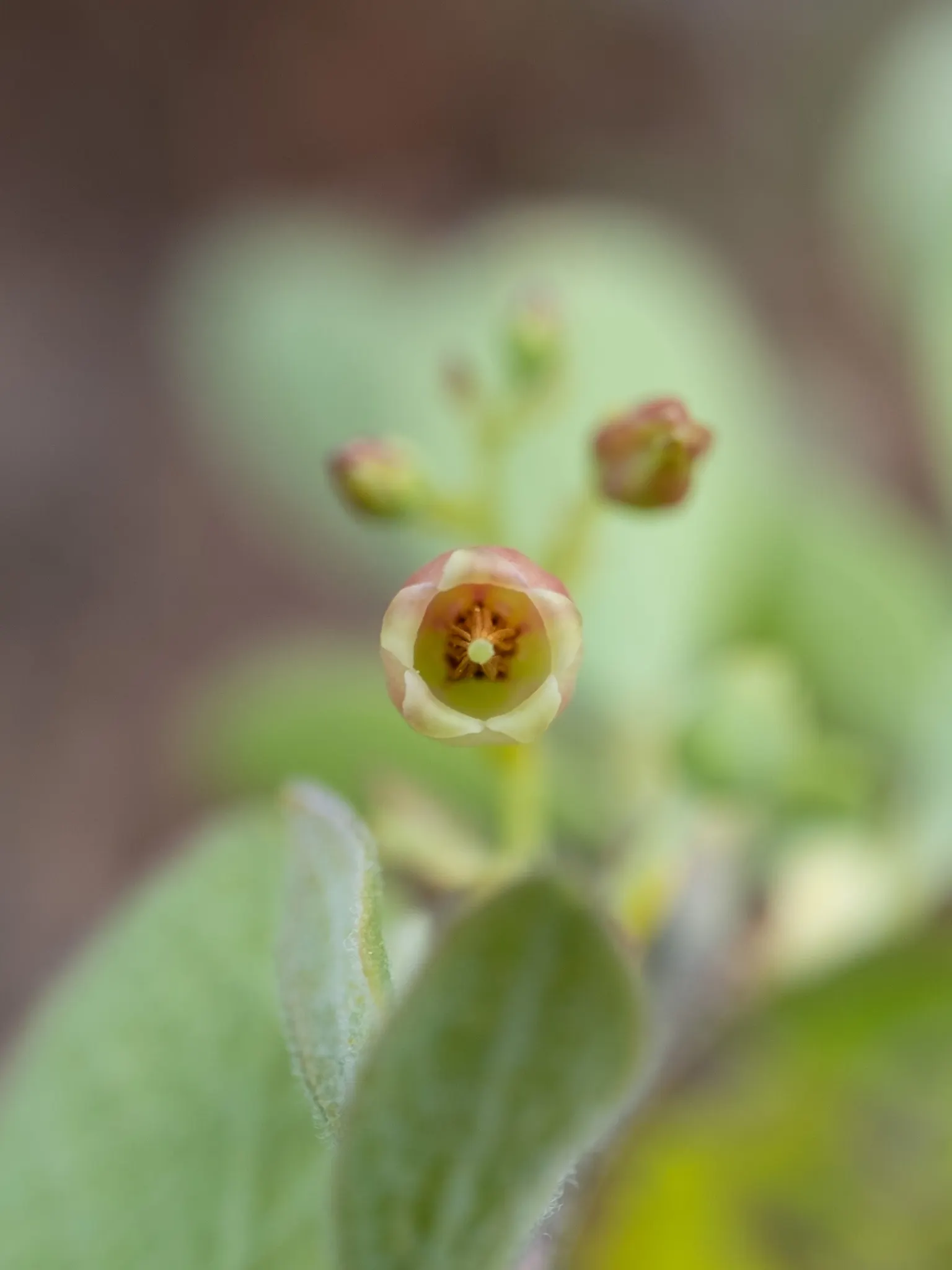 Highbush Blueberry (Vaccinium Corymbosum) — Standing at an impressive height of 6 to 12 feet with a similar spread; bell-shaped spring flowers and fiery fall