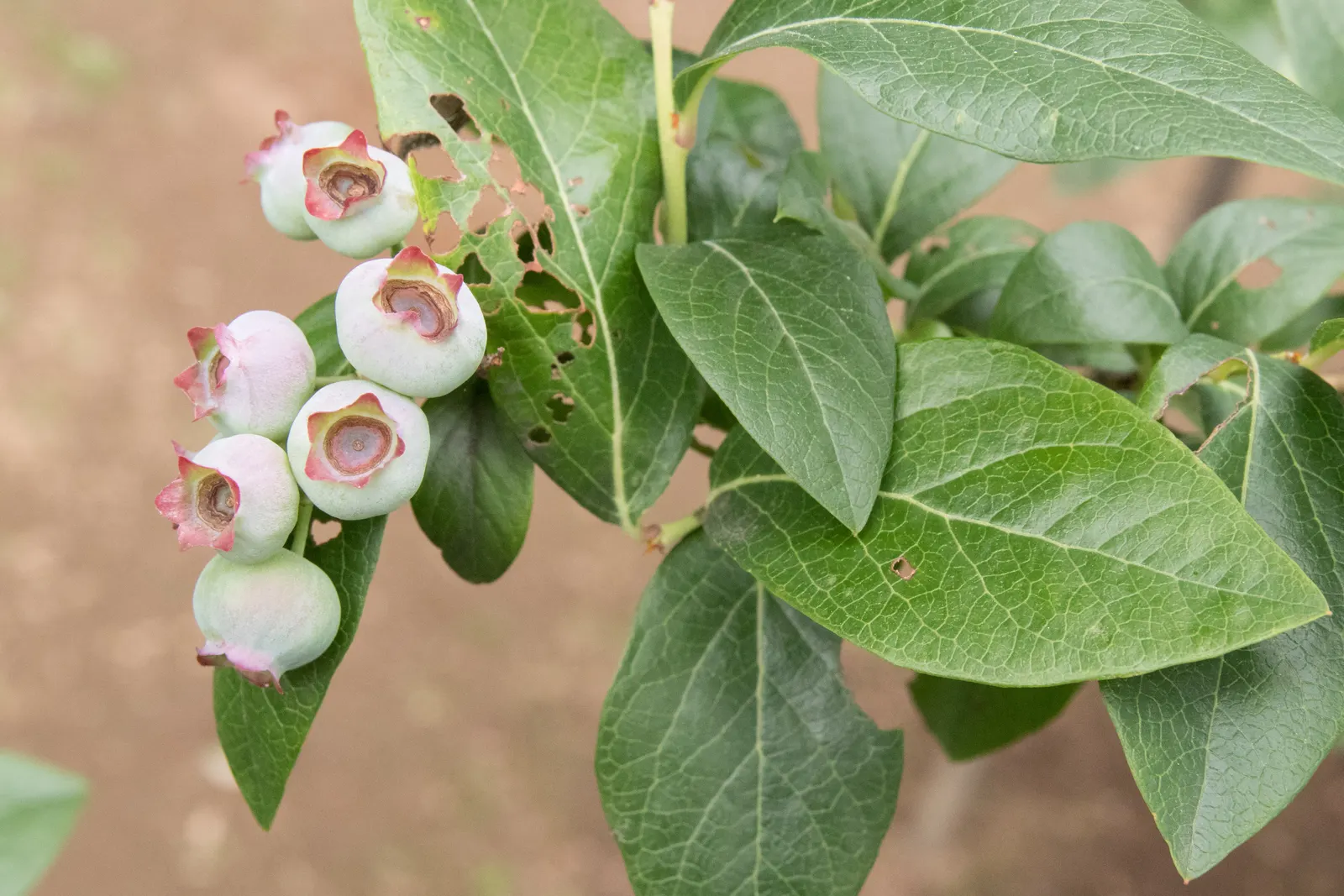 Highbush Blueberry (Vaccinium Corymbosum) — adapting to USDA hardiness zones 3 through 8