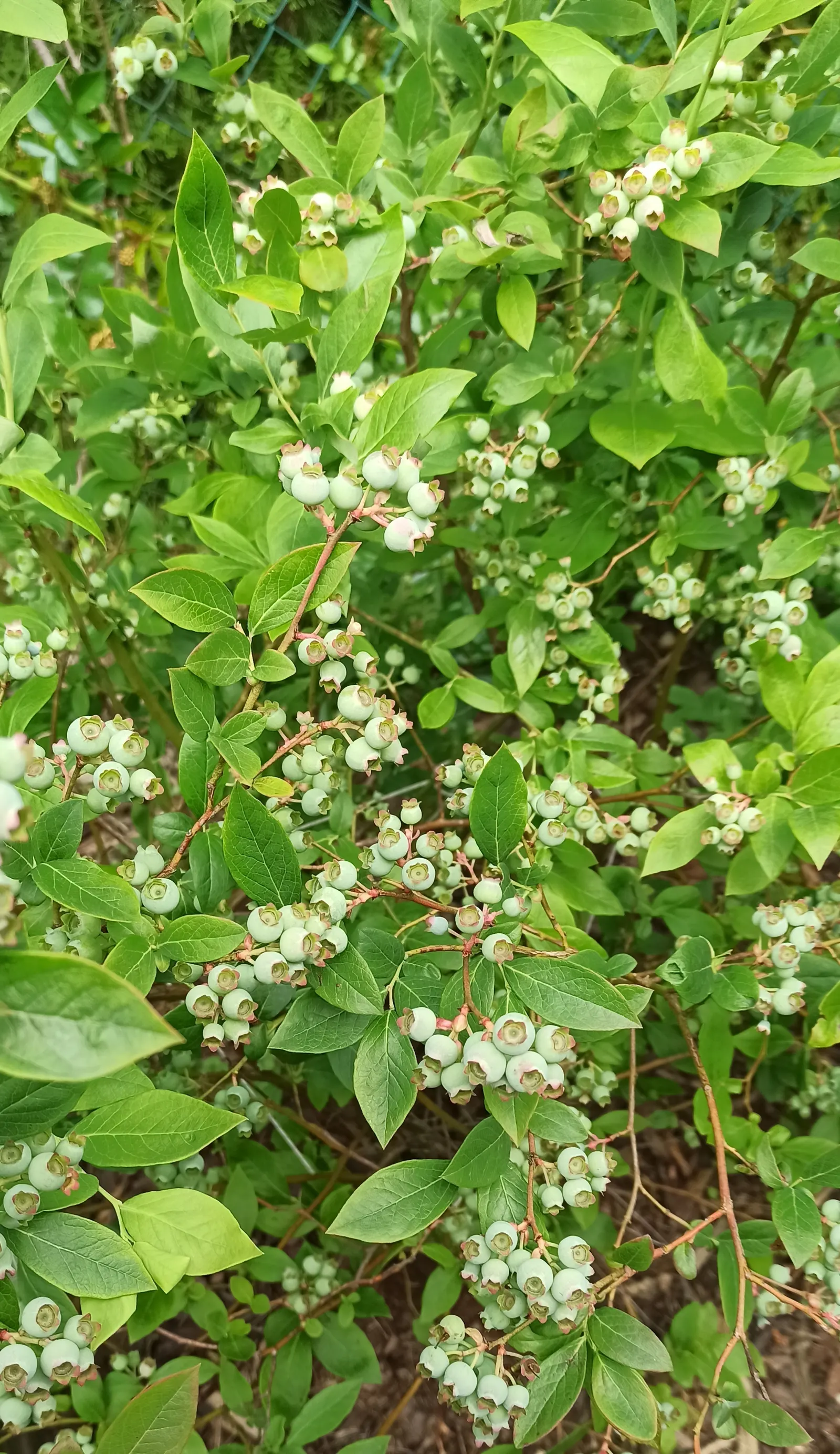 Highbush Blueberry (Vaccinium Corymbosum) — The blossoms not only add aesthetic appeal but are also a magnet for pollinators such as bees and, image 78