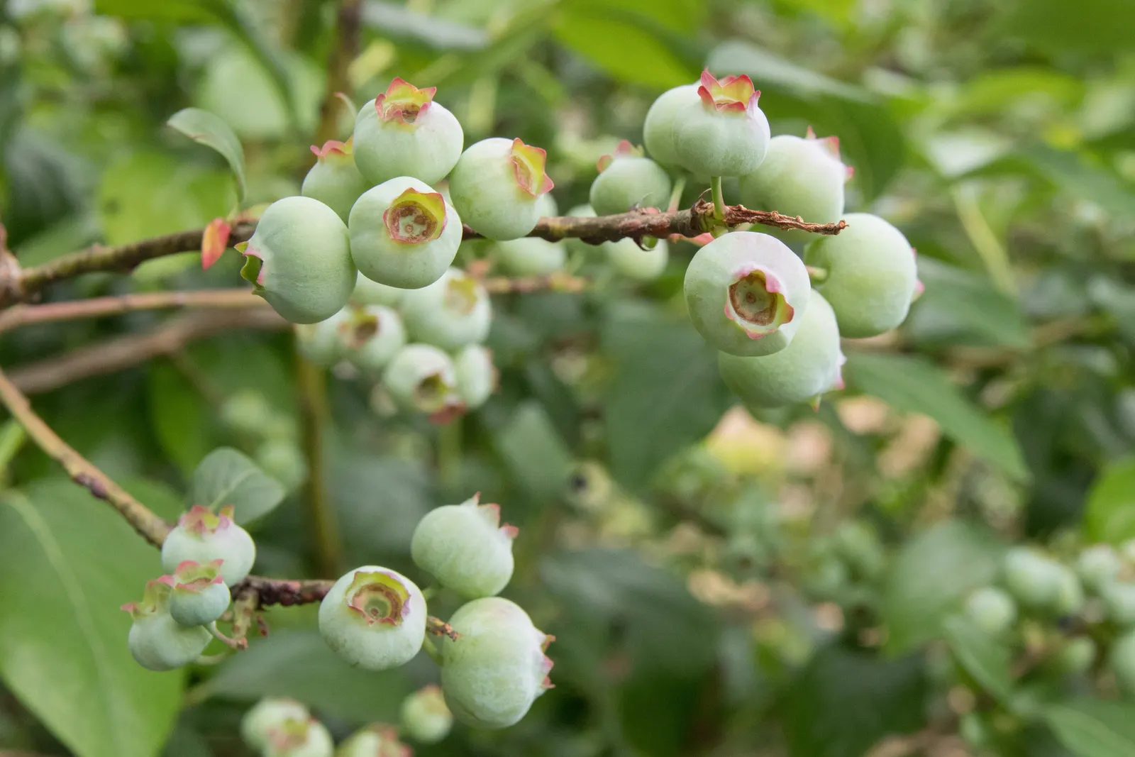 Highbush Blueberry (Vaccinium Corymbosum) — shrub for half