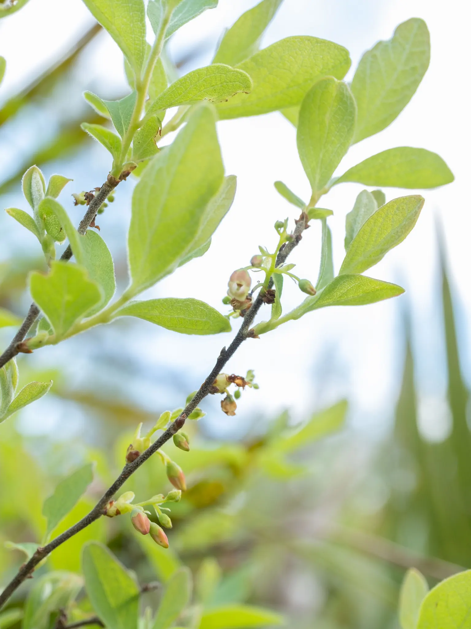 Highbush Blueberry (Vaccinium Corymbosum) — For successful cultivation; shrub with white blooms, image 82