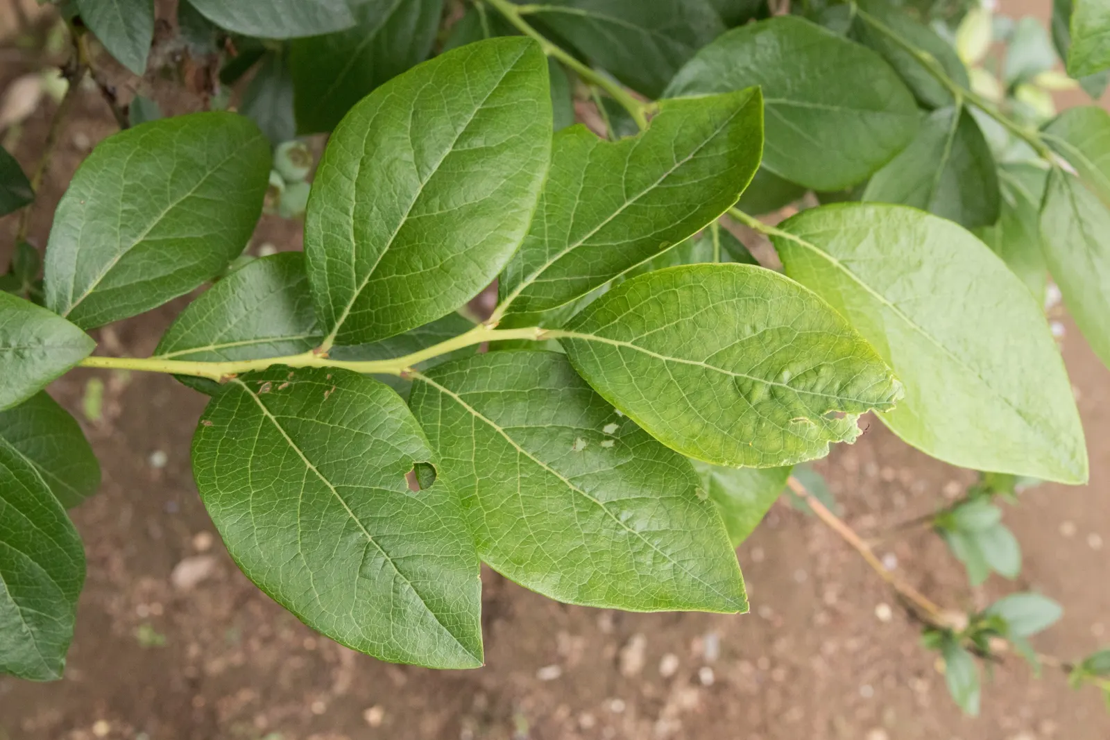 Highbush Blueberry (Vaccinium Corymbosum) — and can benefit from mulching to retain soil moisture and protect its shallow root system.<br><br><br>