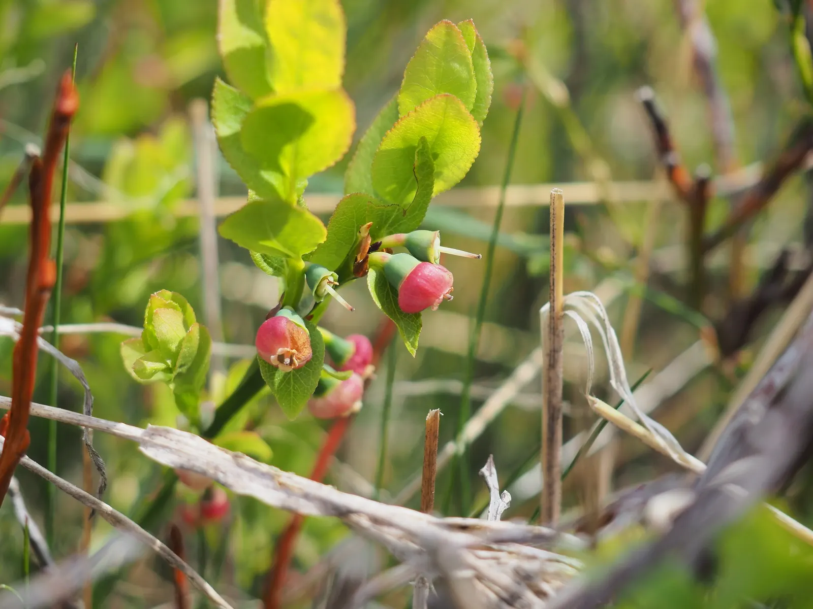 Highbush Blueberry (Vaccinium Corymbosum) — A wildlife attractant, it's perfect for edible landscapes and requires cross-pollination for optimal, image 27