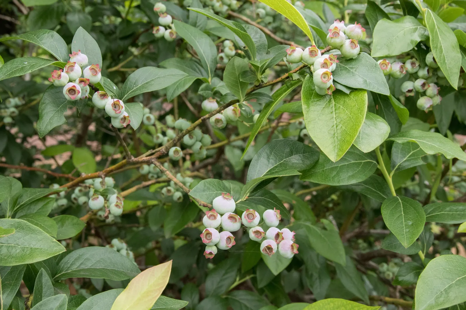 Highbush Blueberry (Vaccinium Corymbosum) — The plump fruits are not only a treat for the palate but also attract various bird species