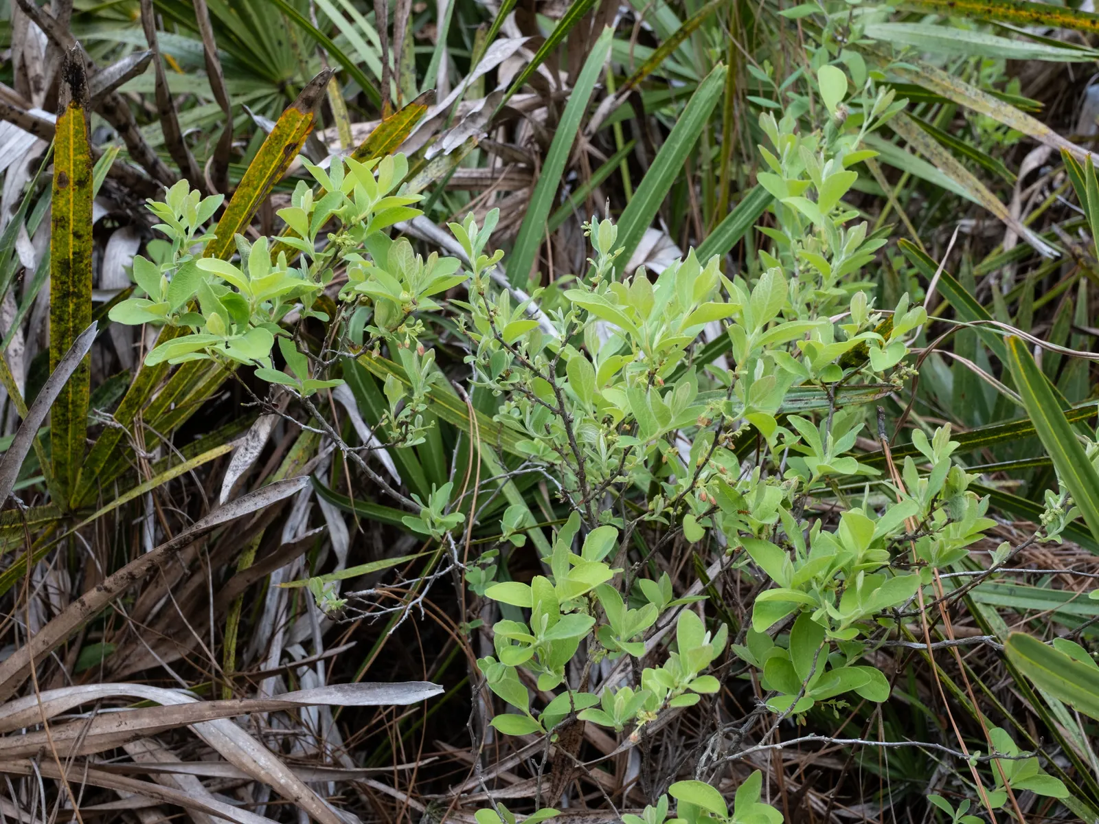 Highbush Blueberry (Vaccinium Corymbosum) — upright habit that provides structure and interest throughout the seasons.<br><br>During spring; for, image 97