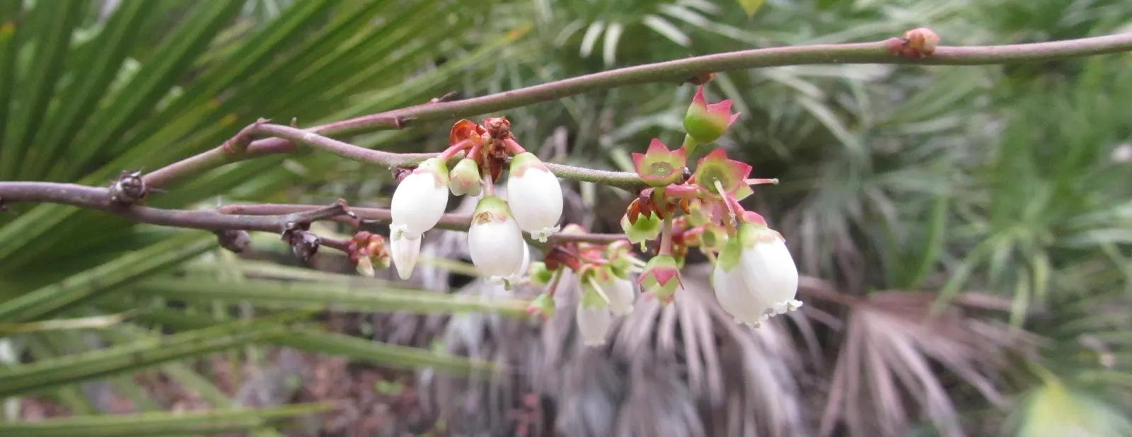 Highbush Blueberry (Vaccinium Corymbosum) — shrub with white blooms