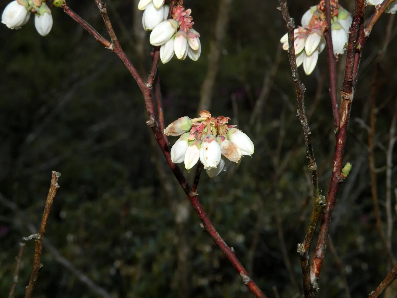 Highbush Blueberry (Vaccinium Corymbosum) — it produces an abundant crop of sweet blueberries in summer; adapting to USDA hardiness zones 3 through 8