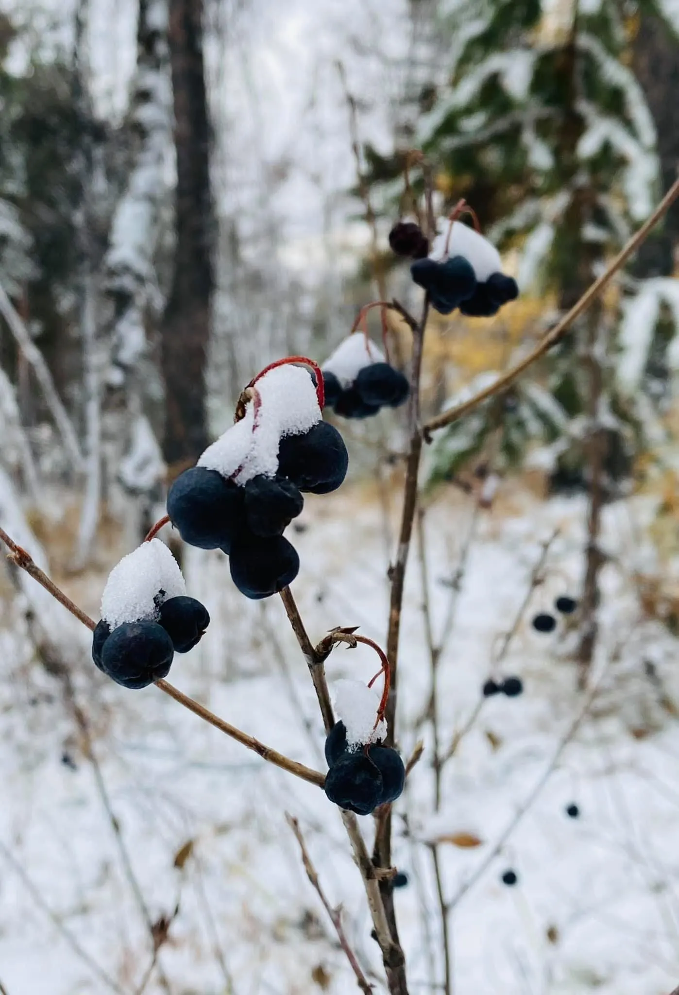 Highbush Blueberry (Vaccinium Corymbosum) — A wildlife attractant, it's perfect for edible landscapes and requires cross-pollination for optimal fruiting