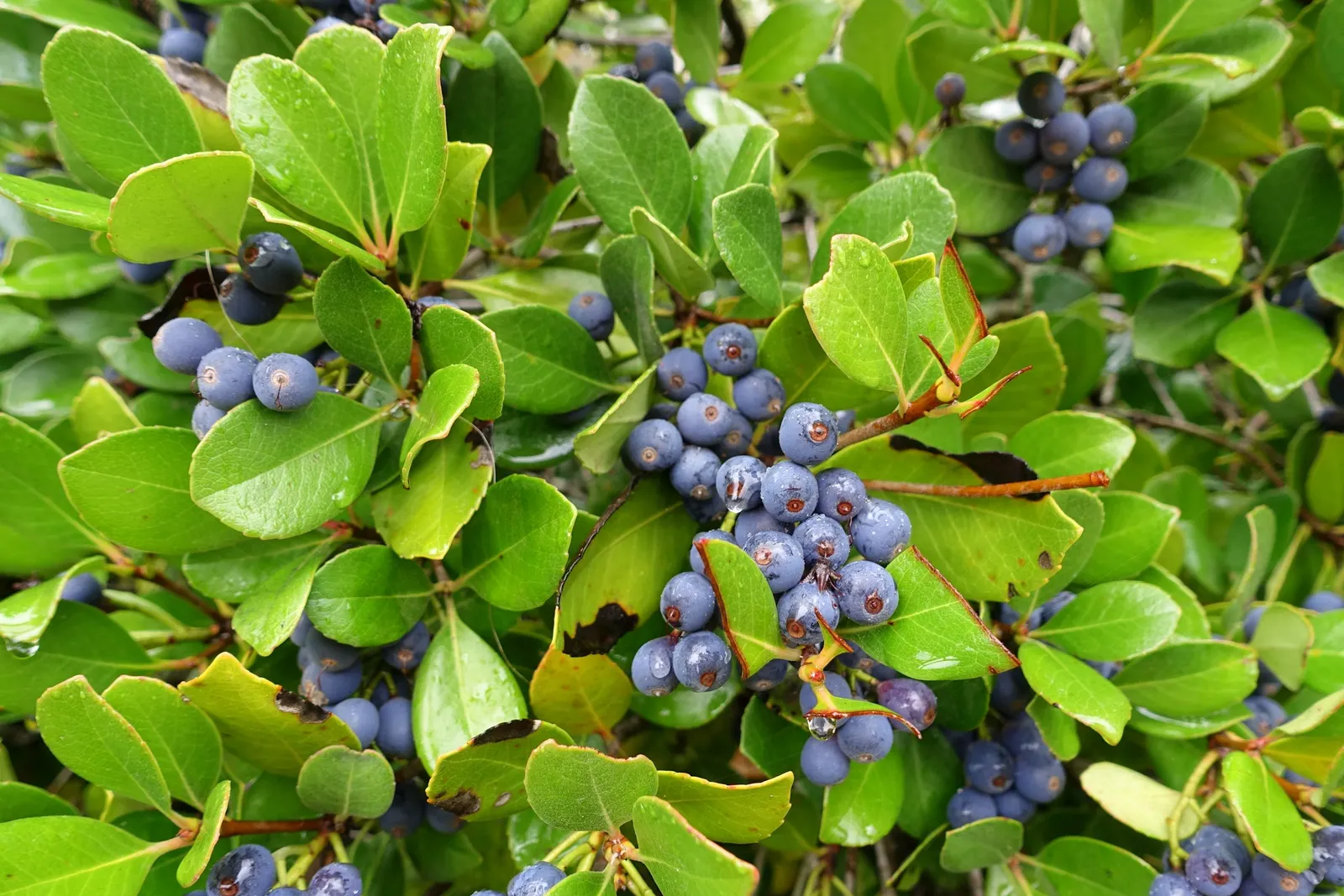 Highbush Blueberry (Vaccinium Corymbosum) — bell-shaped spring flowers and fiery fall foliage