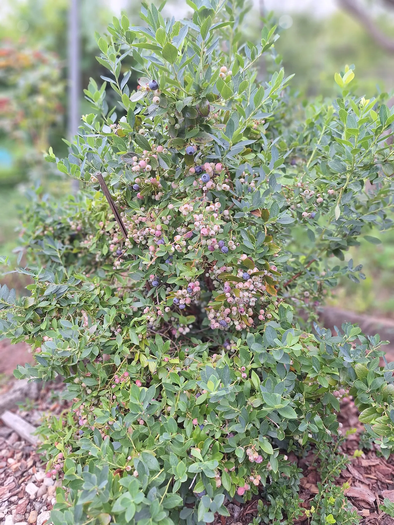 Highbush Blueberry (Vaccinium Corymbosum) — Ideal for zones 3-8, it thrives in full sun to part shade with well-draining, acidic soil