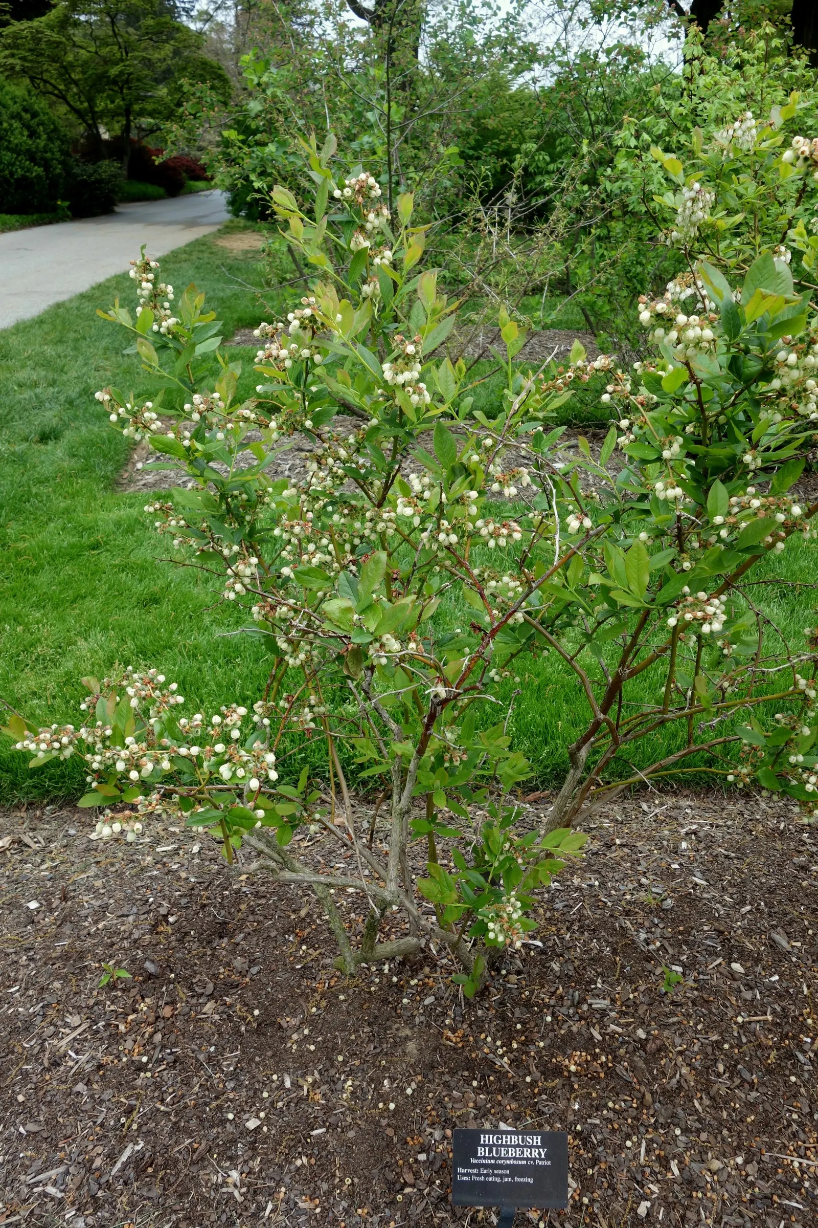 Highbush Blueberry (Vaccinium Corymbosum) — it produces an abundant crop of sweet blueberries in summer