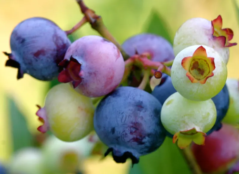 Highbush Blueberry (Vaccinium Corymbosum) — upright habit that provides structure and interest throughout the seasons.<br><br>During spring