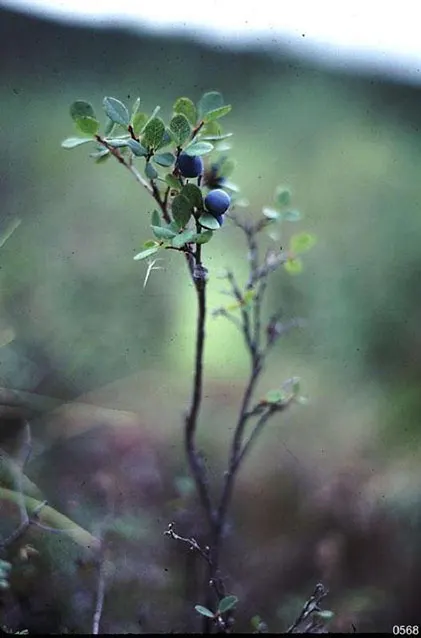 Highbush Blueberry (Vaccinium Corymbosum) — this deciduous shrub exhibits a graceful
