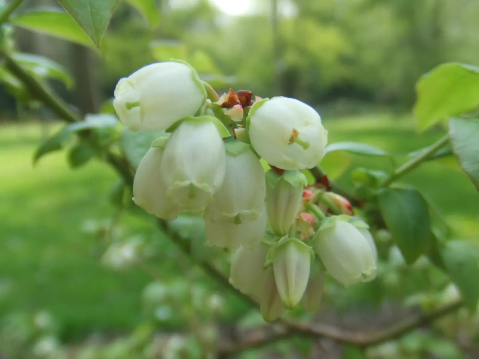 Highbush Blueberry (Vaccinium Corymbosum) — scientifically dubbed Vaccinium corymbosum