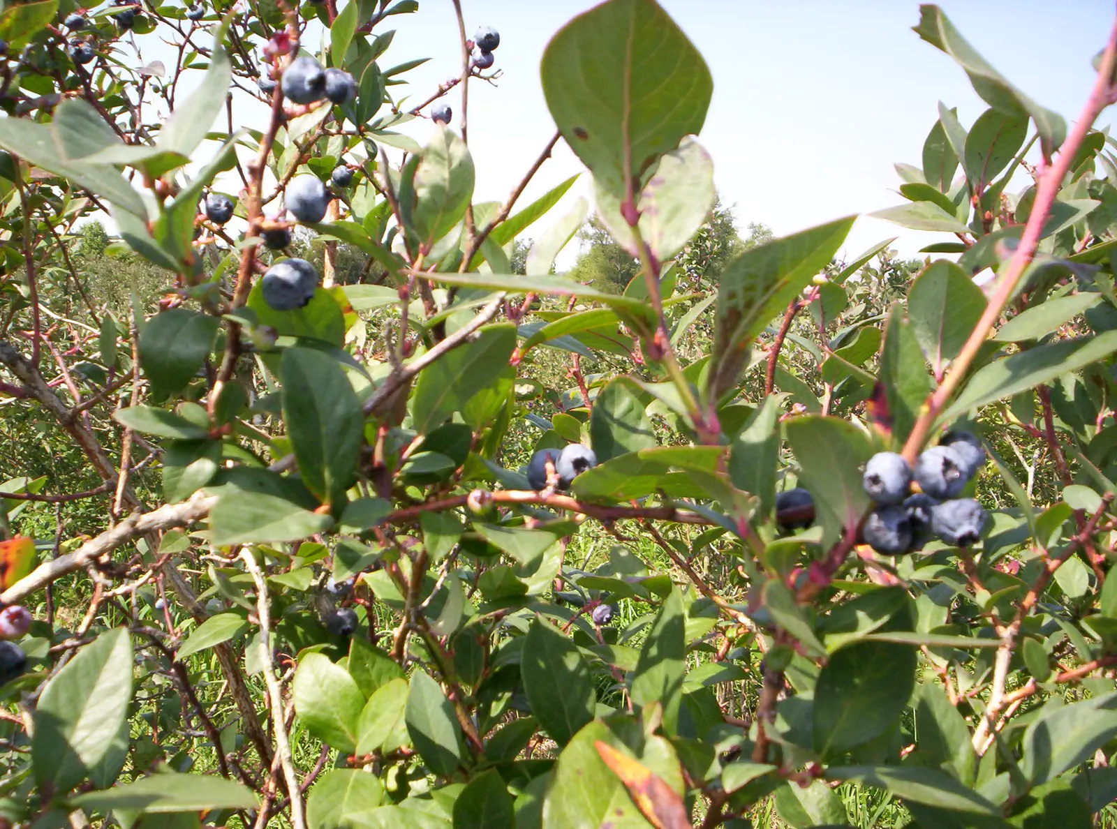 Highbush Blueberry (Vaccinium Corymbosum) — which gracefully hang from the branches; this deciduous shrub exhibits a graceful, image 99