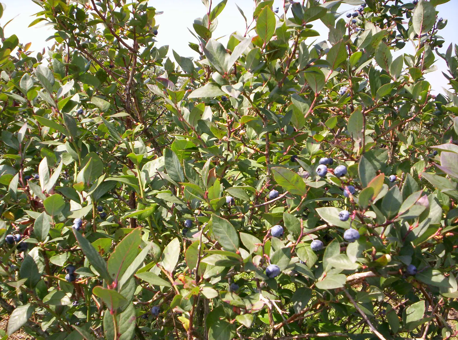 Highbush Blueberry (Vaccinium Corymbosum) — Highbush Blueberry is adorned with delicate white or pink-tinged bell-shaped flowers; the Highbush, image 76