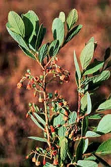 Highbush Blueberry (Vaccinium Corymbosum) — which gracefully hang from the branches; this deciduous shrub exhibits a graceful, image 77