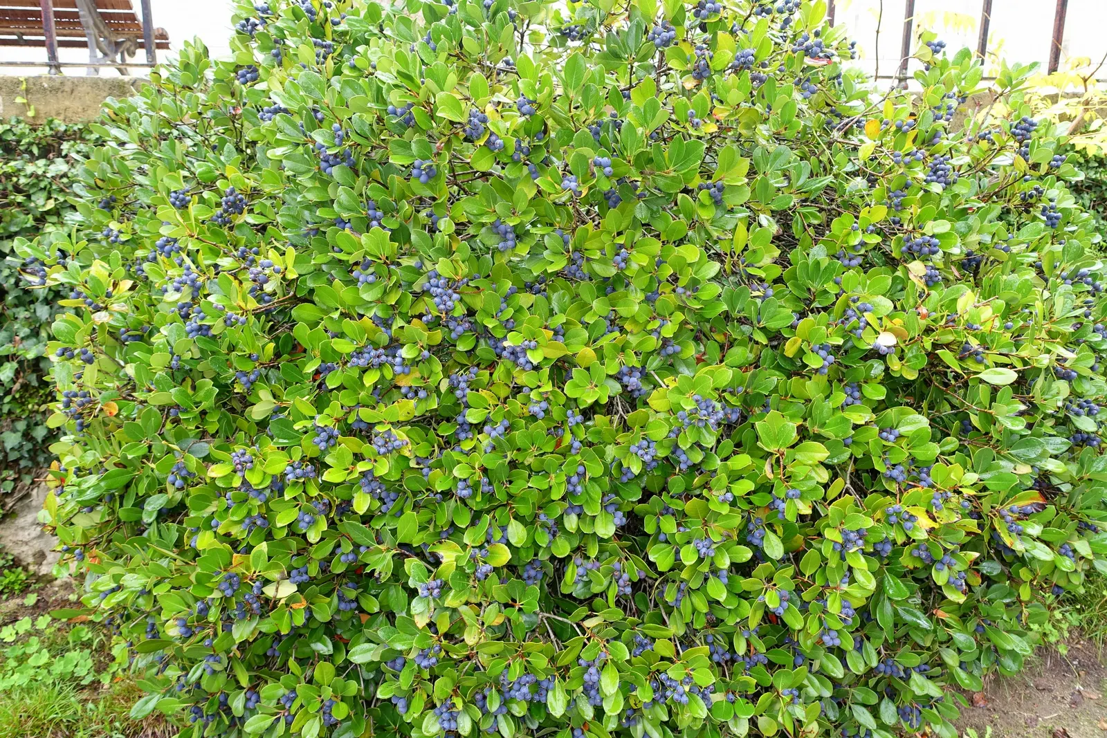 Highbush Blueberry (Vaccinium Corymbosum) — The Highbush Blueberry (Vaccinium corymbosum) is an upright, deciduous shrub standing at 6-12 feet tall