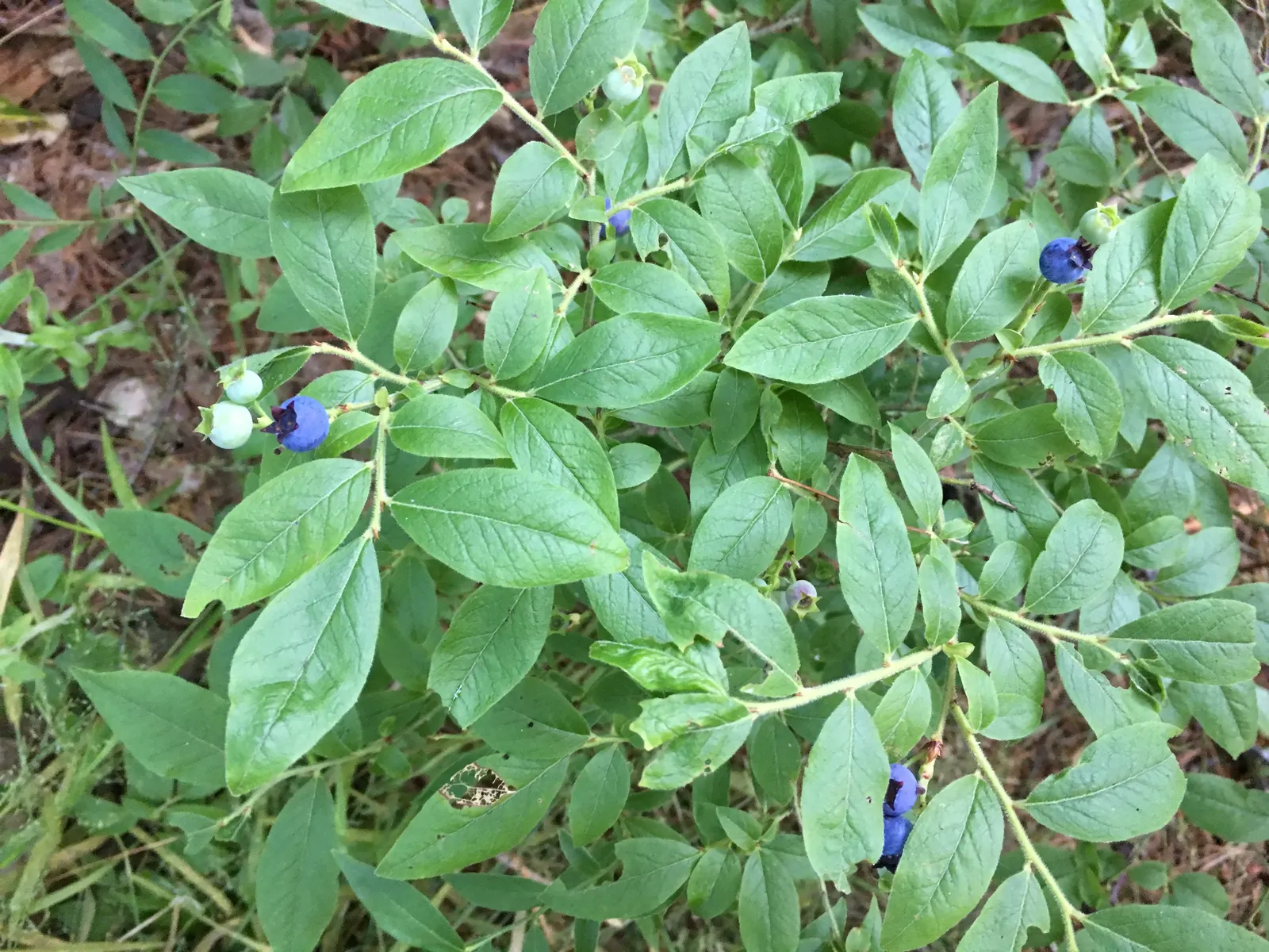 Highbush Blueberry (Vaccinium Corymbosum) — Standing at an impressive height of 6 to 12 feet with a similar spread