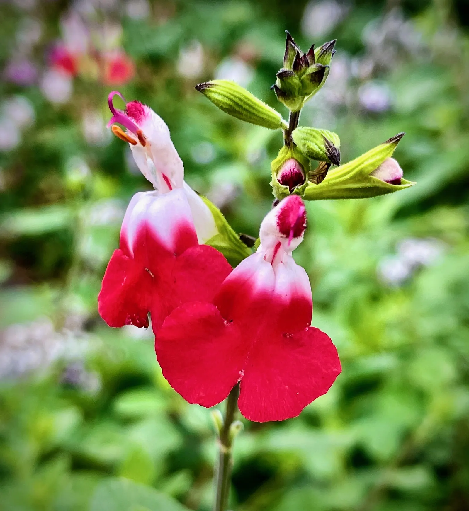 Hot Lips Sage (Salvia 'Hot Lips') — It possesses a fast-growing habit and is adaptable to a wide range of growing conditions