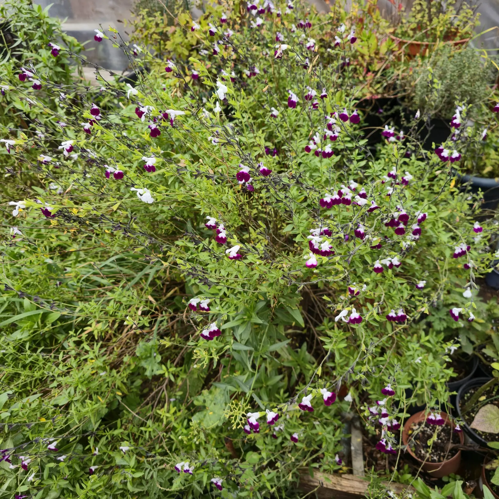 Hot Lips Sage (Salvia 'Hot Lips') — with its unique bicolored flowers