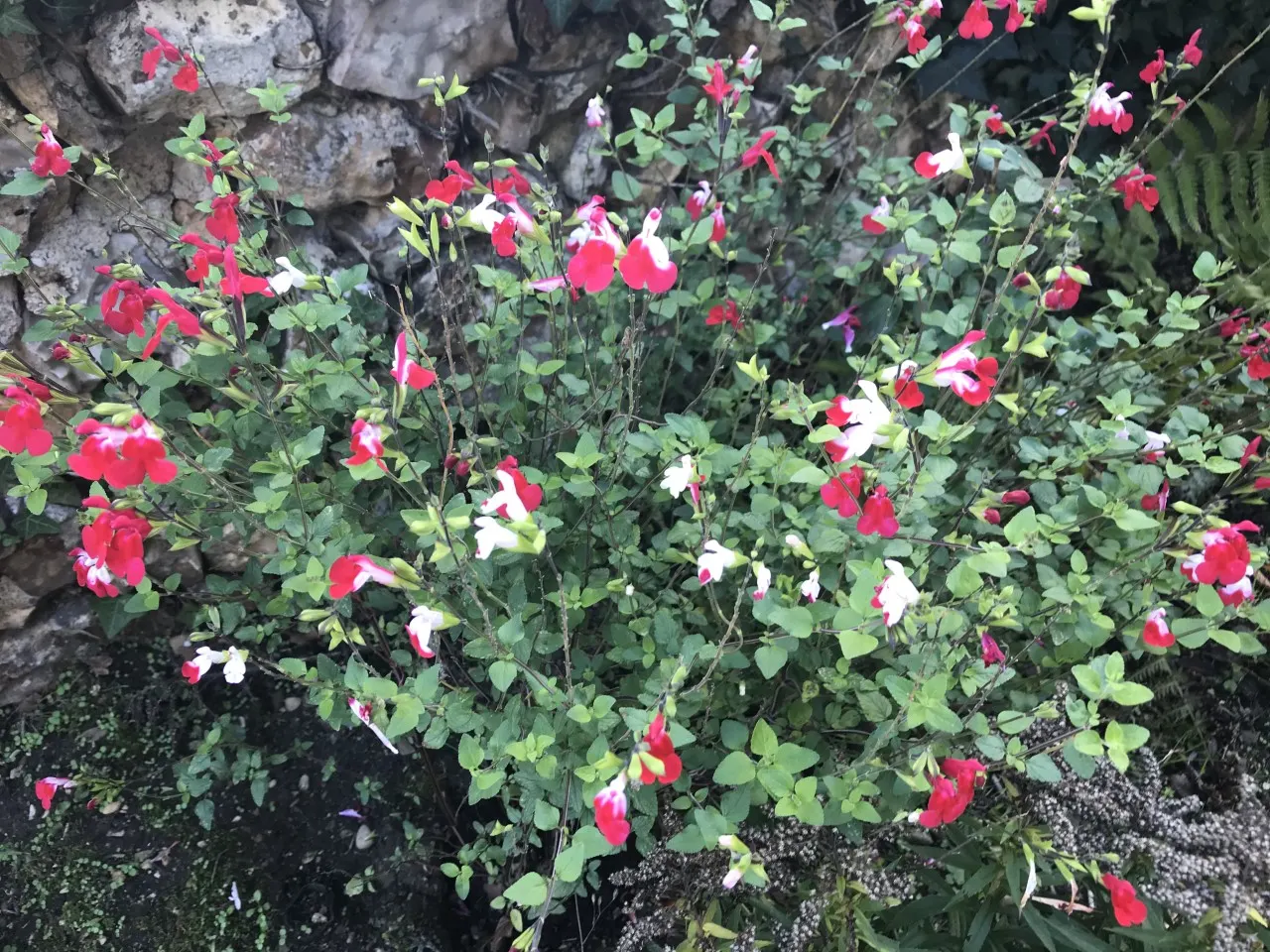 Hot Lips Sage (Salvia 'Hot Lips') — resembling a pair of puckered lips