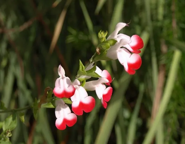 Hot Lips Sage (Salvia 'Hot Lips') — the blooms showcase a stunning combination of bright red and white