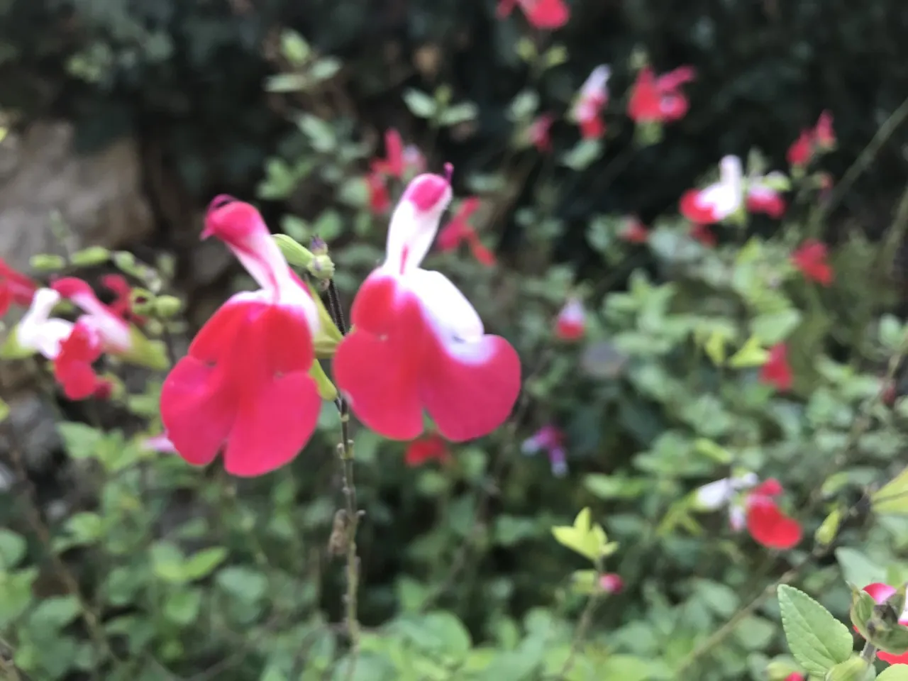 Hot Lips Sage (Salvia 'Hot Lips') — creating a bushy and full appearance