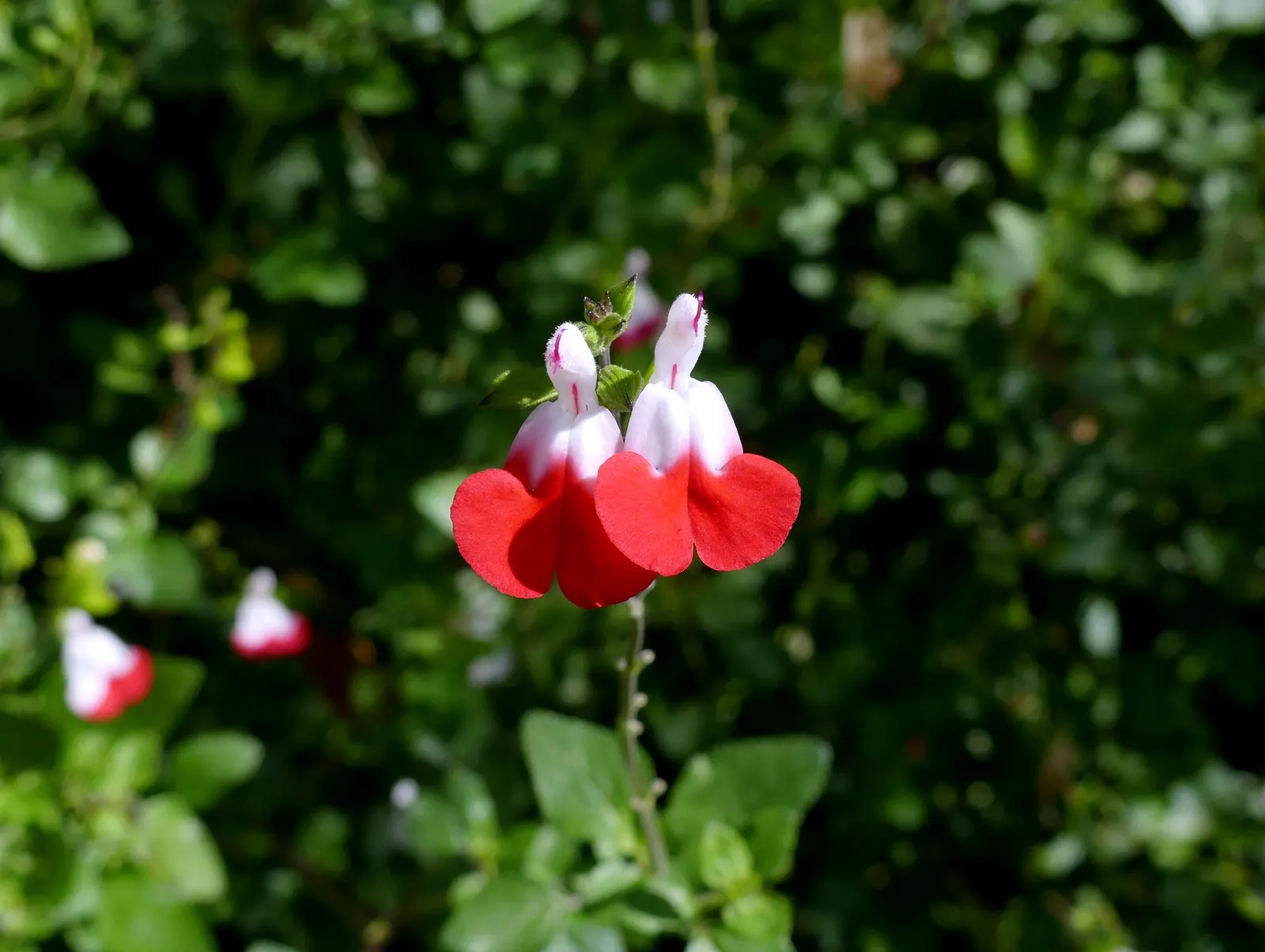 Hot Lips Sage (Salvia 'Hot Lips') — It thrives in full sun to partial shade and blooms from early summer to frost