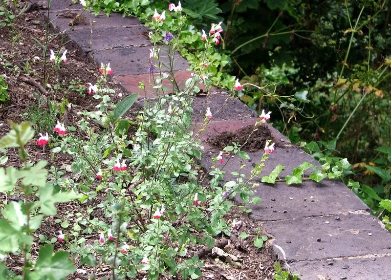 Hot Lips Sage (Salvia 'Hot Lips') — Offering a long blooming season