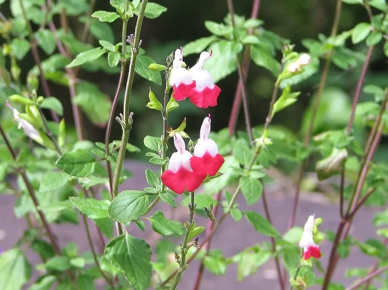 Hot Lips Sage (Salvia 'Hot Lips') — typically from early summer through the fall