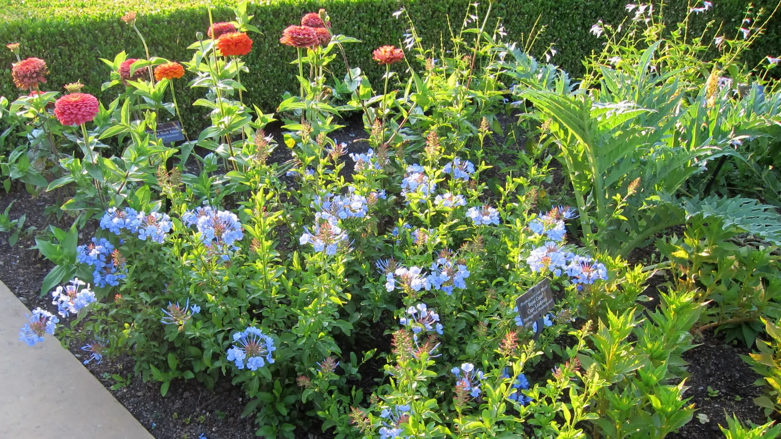 Royal Cape Cape Plumbago (Plumbago Auriculata 'Royal Cape') — Preferring full sun, it thrives in USDA Zones 9-11, is drought-tolerant, and offers a long