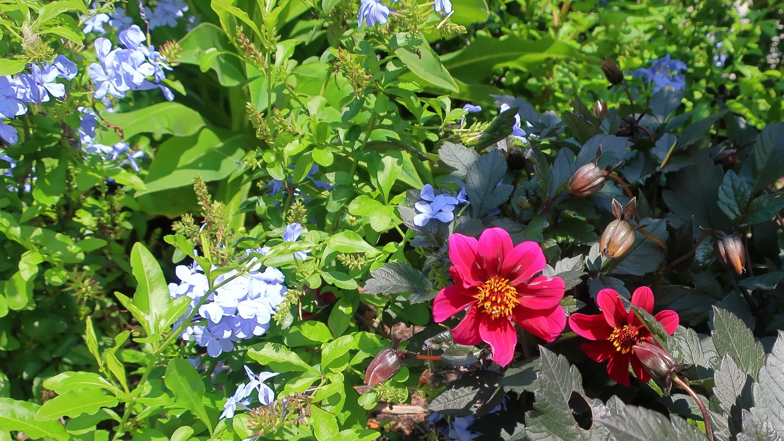 Royal Cape Cape Plumbago (Plumbago Auriculata 'Royal Cape') — The Royal Cape Plumbago presents vibrant deep blue flowers on a shrub reaching up to 6 feet tall