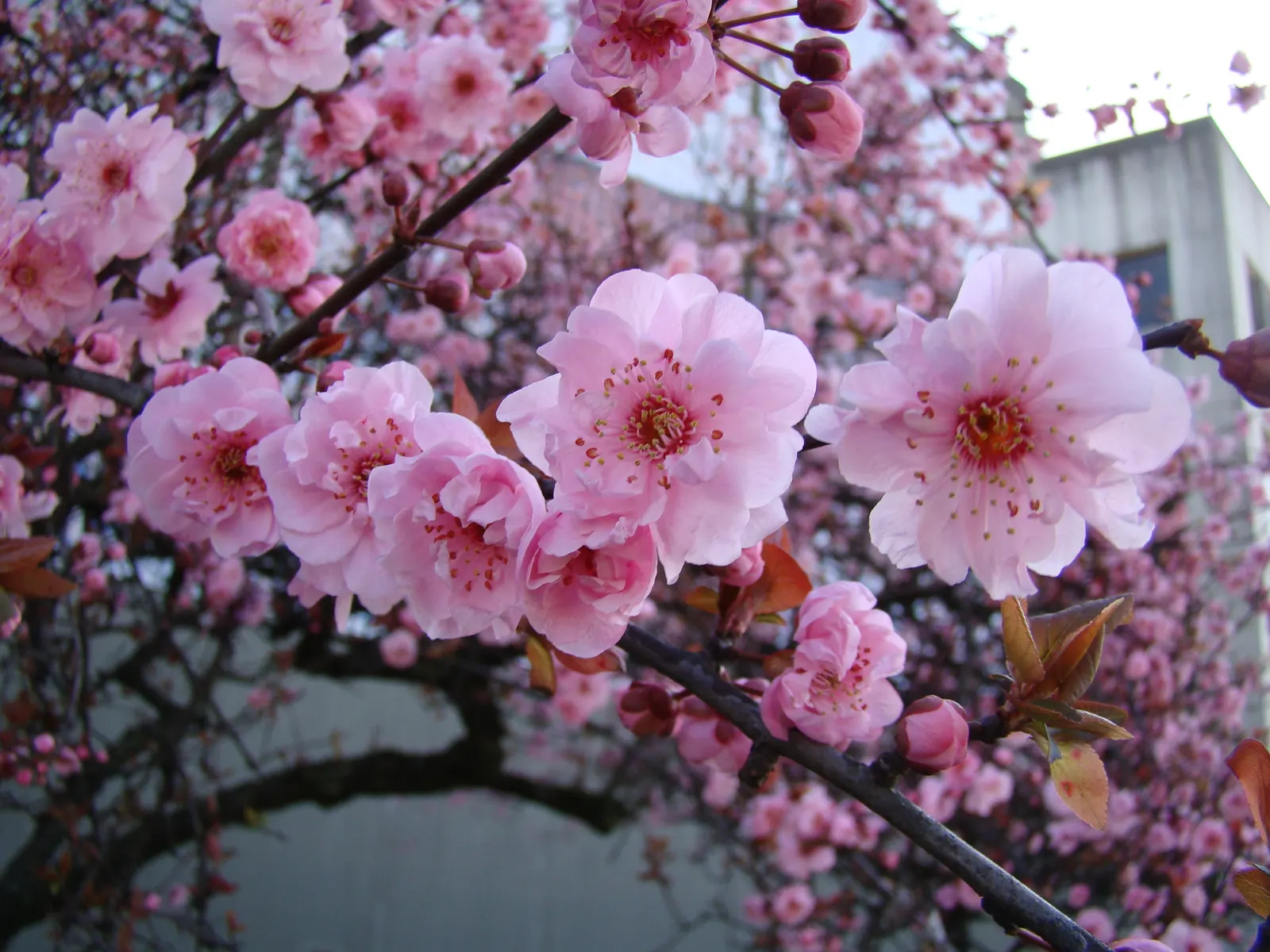 Blireana Flowering Plum (Prunus X Blireiana) — blending ornamental and practical features