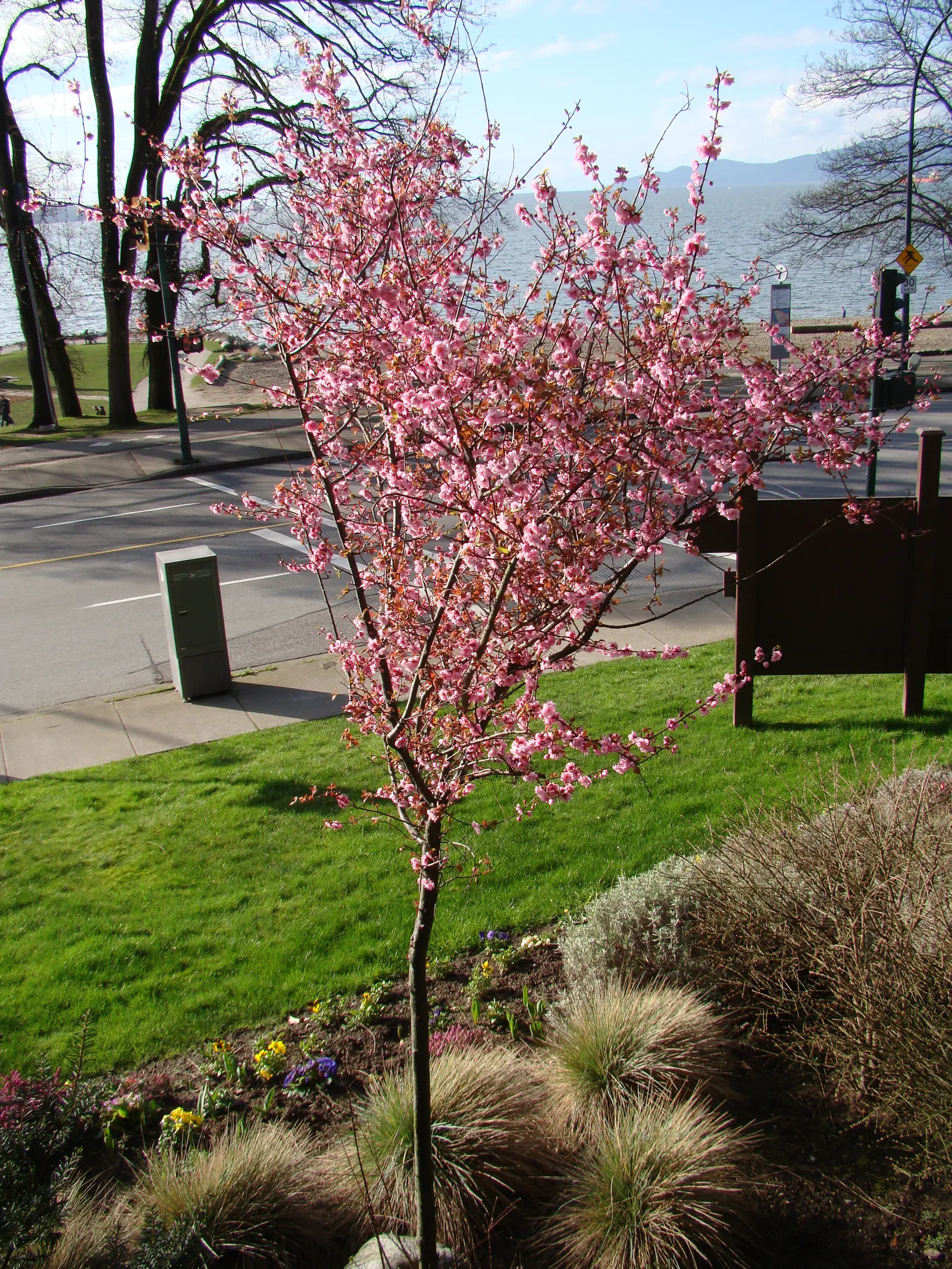 Blireana Flowering Plum (Prunus X Blireiana) — The Blireana Flowering Plum (Prunus x blireiana) is a stunning deciduous tree