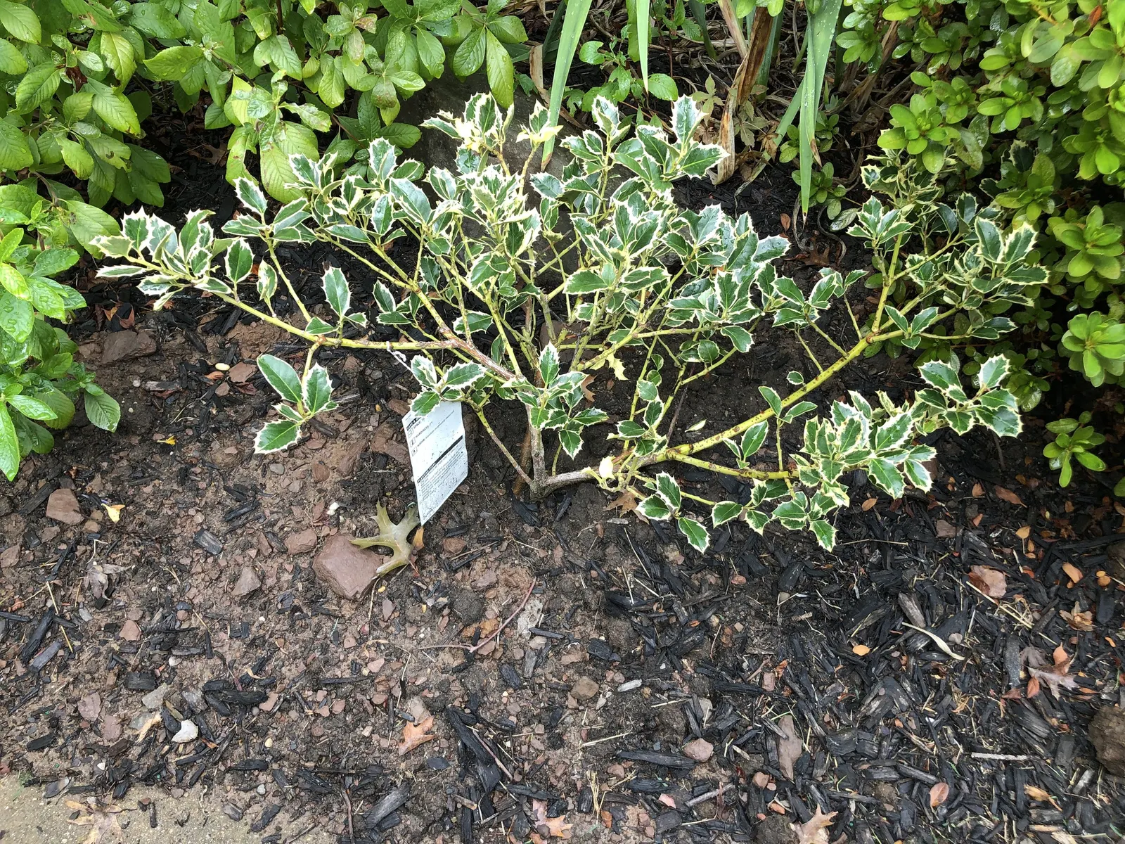 Variegated English Holly (Ilex Aquifolium 'Argentea Marginata') — dark green leaves dramatically edged with a creamy-white border