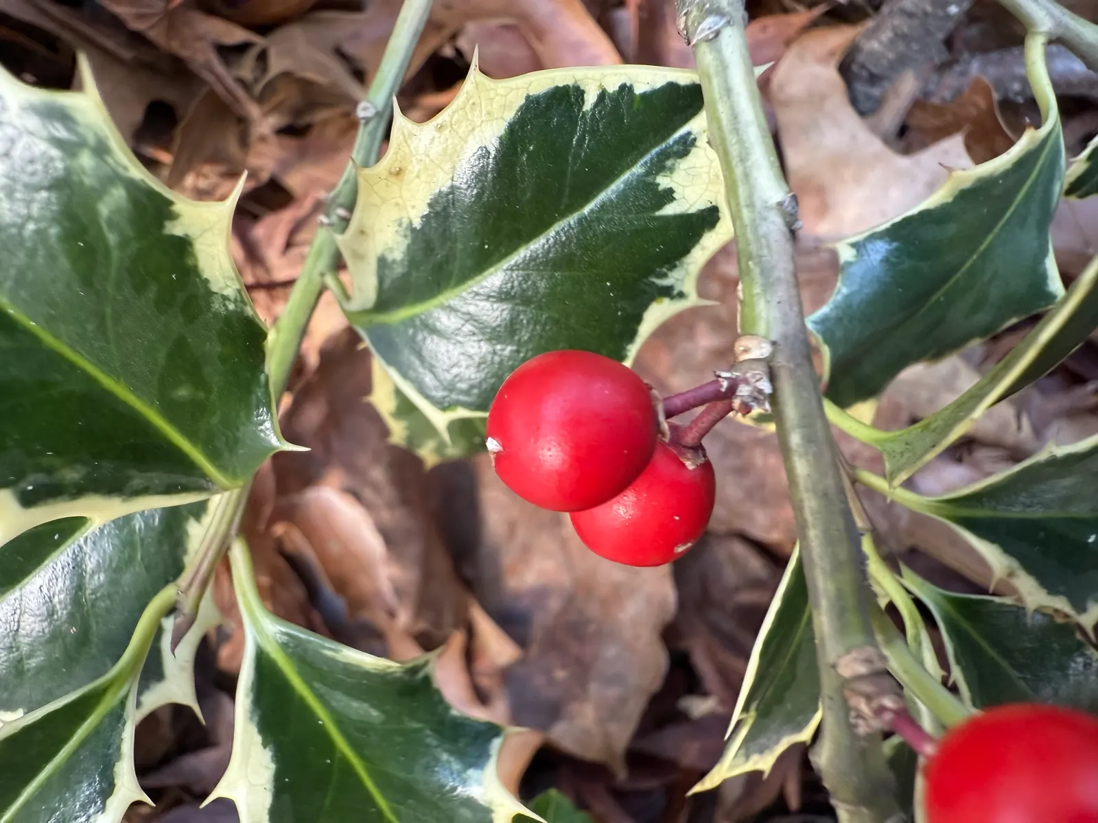 Variegated English Holly (Ilex Aquifolium 'Argentea Marginata') — This hardy variety is tolerant of pollution and salt