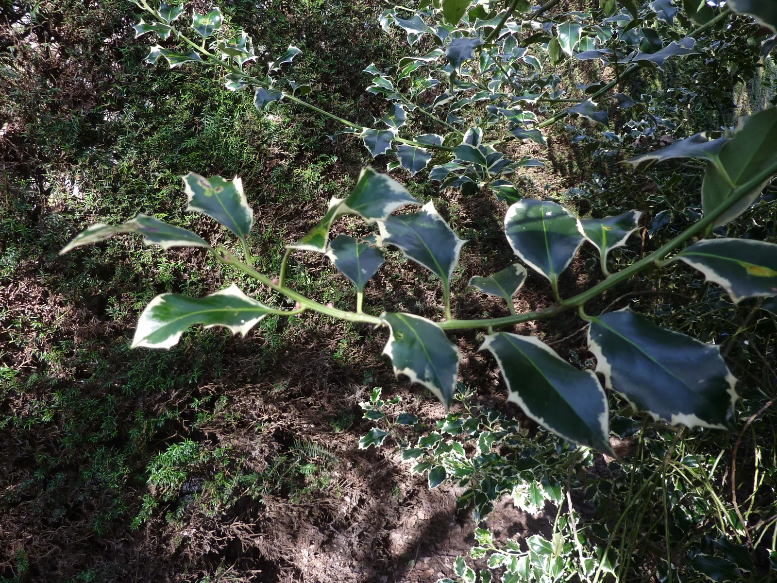Variegated English Holly (Ilex Aquifolium 'Argentea Marginata') — select a site with well-draining soil and partial to full sun exposure for optimal growth