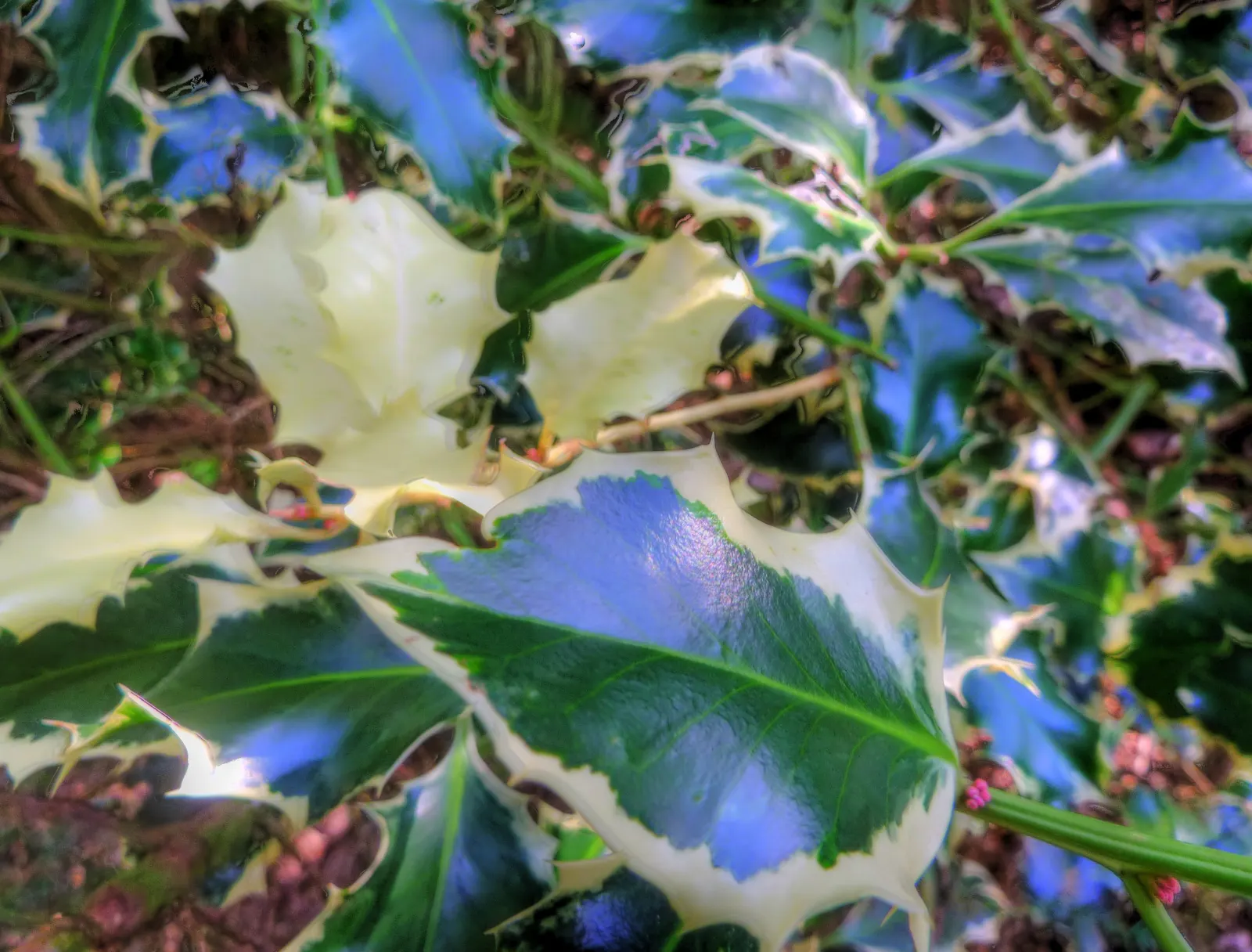 Variegated English Holly (Ilex Aquifolium 'Argentea Marginata') — Mature specimens can reach an impressive height of 15 to 25 feet with a spread of 12 to 18