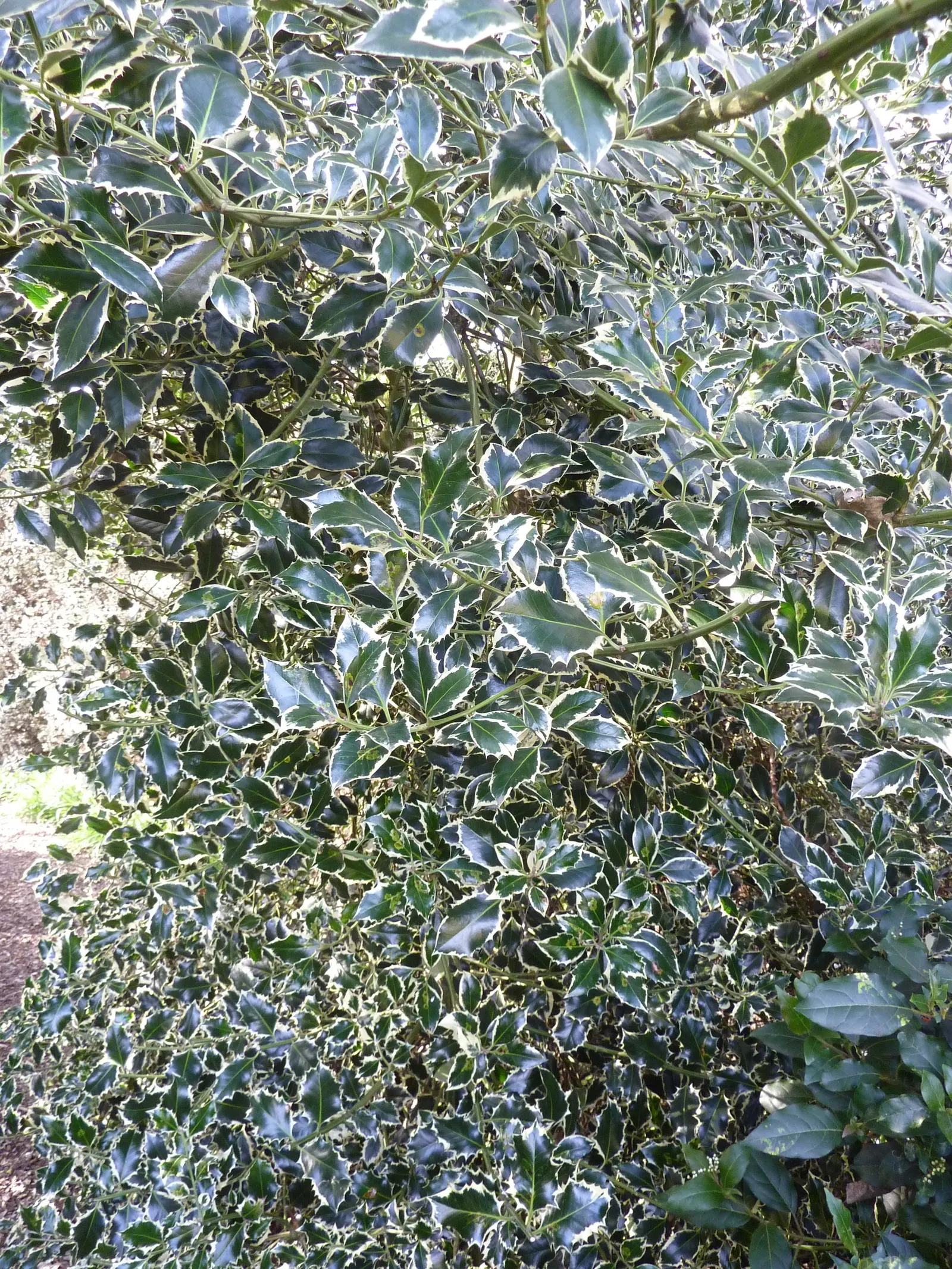 Variegated English Holly (Ilex Aquifolium 'Argentea Marginata') — It typically grows up to 15-25 feet tall with a spread of 8-12 feet