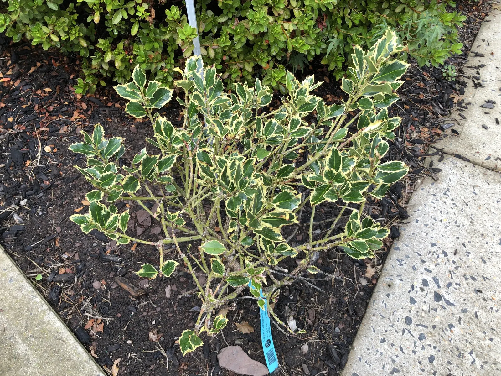 Variegated English Holly (Ilex Aquifolium 'Argentea Marginata') — Ideal for hedges and focal points in traditional garden settings
