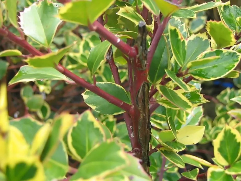 Variegated English Holly (Ilex Aquifolium 'Argentea Marginata') — but only if a male holly is nearby to fertilize them