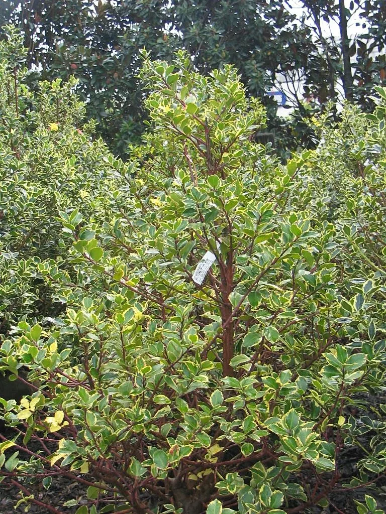 Variegated English Holly (Ilex Aquifolium 'Argentea Marginata') — Prefers well-drained soil and partial to full sun