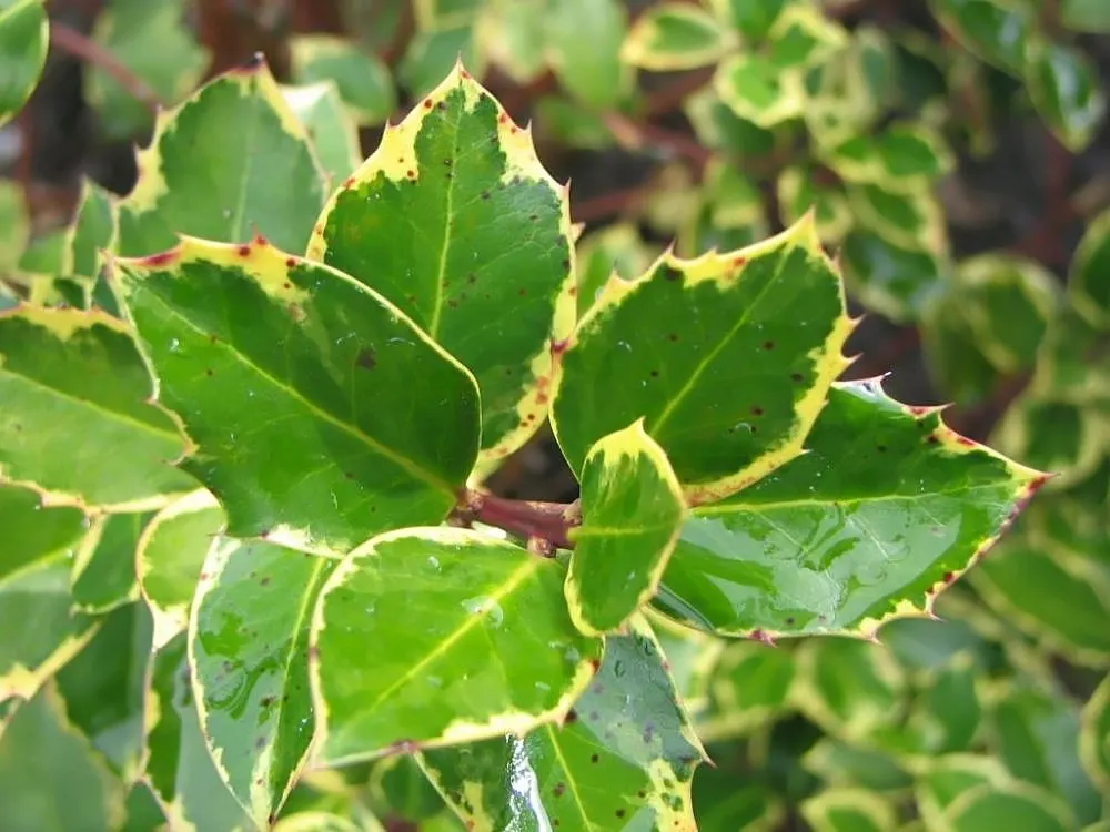 Variegated English Holly (Ilex Aquifolium 'Argentea Marginata') — this holly cultivar offers year-round foliage interest