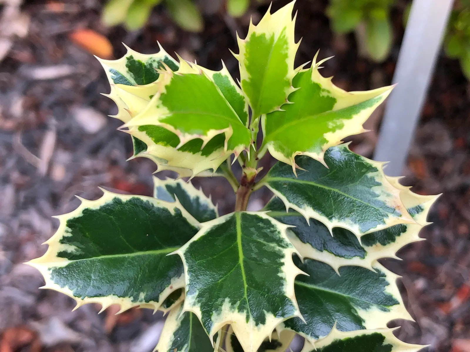Variegated English Holly (Ilex Aquifolium 'Argentea Marginata') — spiny leaves with creamy white edges